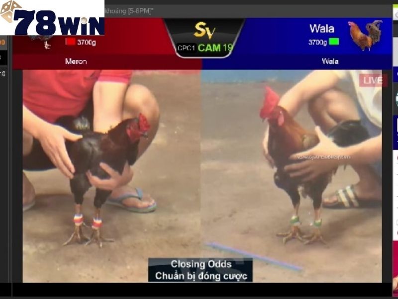 Người chơi đặt cược vào kết quả trận đá gà giữa hai con gà chọi